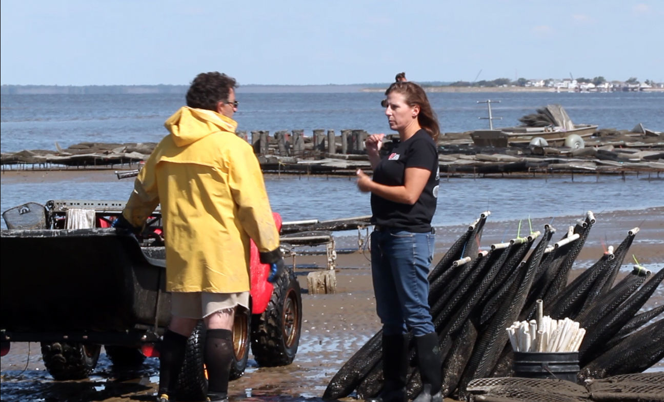 Delaware Bay Oyster Farming